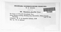 Ramularia phaceliae image